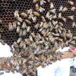 Bacterias del tracto digestivo de las abejas nativas podrían mejorar la salud de los humanos debido a sus propiedades antinflamatorias y de antienvejecimiento de radicales libres.