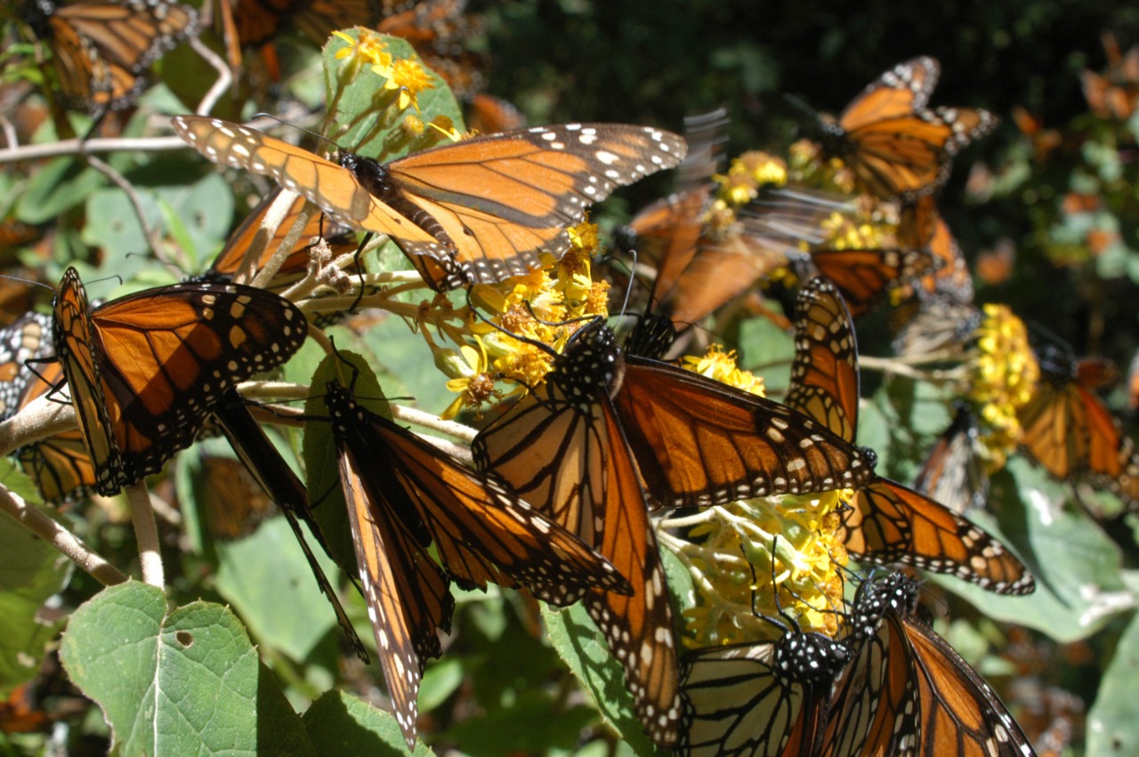 Las mariposas no sólo codician el néctar de las flores, sino que también pueden ayudar en su polinización gracias a una carga de electricidad estática que acumulan al volar, según un estudio publicado ayer. 