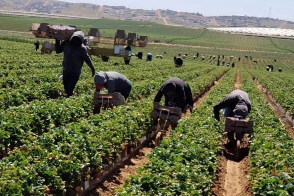 Muchas familias prefieren que los menores aprendan el trabajo en el campo en vez de educarse.