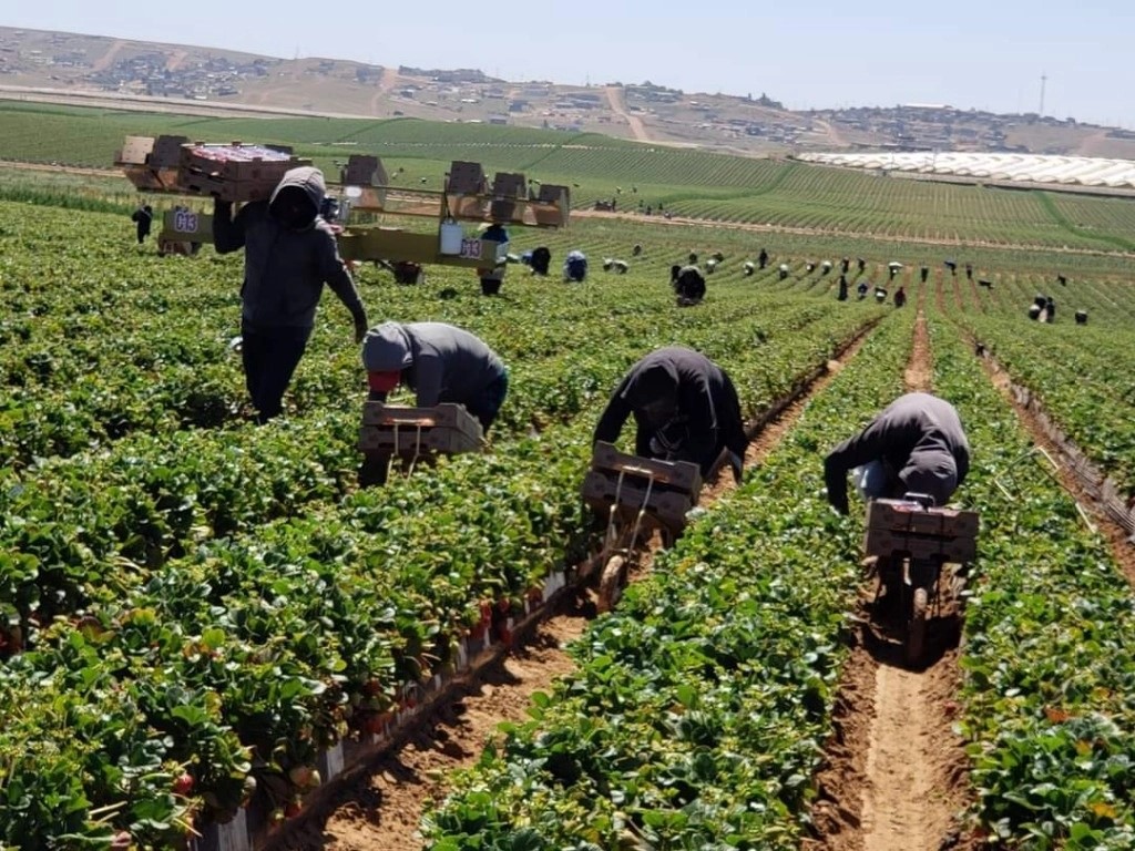 Muchas familias prefieren que los menores aprendan el trabajo en el campo en vez de educarse.