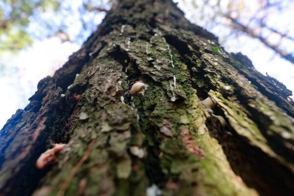 Una plaga ha invadido alrededor de 100 árboles.