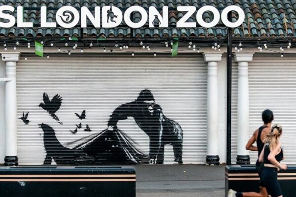 El gorila y otros animales que parecían haber escapado del Zoológico de Londres en la obra más reciente de Banksy ya se encuentran bajo resguardo. 