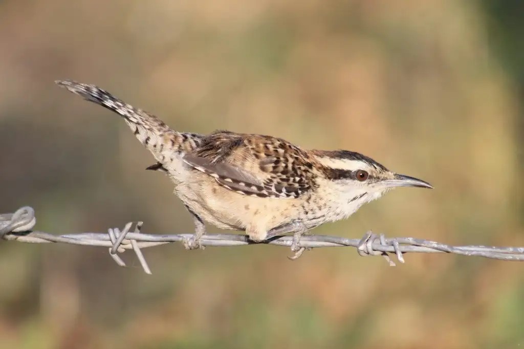 Un ave acaba de ser declarada especie endémica de Veracruz, la Campylorhynchus rufinucha o matraca veracruzana, de atractivo plumaje, con una variedad de cantos y llamados melódicos, conocida popularmente como cucarachera o charrasca.