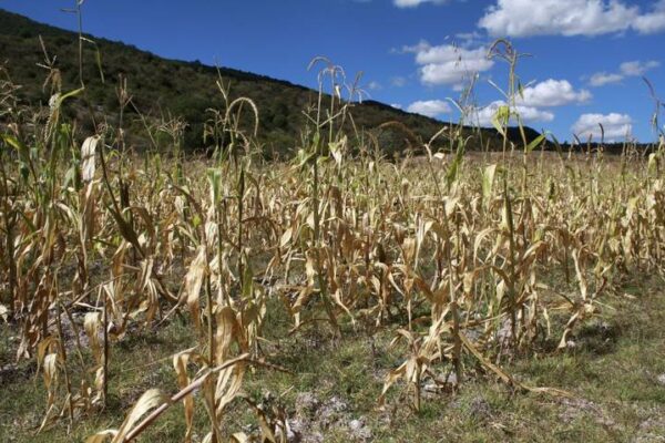 La Secretaría del Campo del Estado de México ha recibido solicitudes que reportan 560 hectáreas siniestradas en los municipios de Almoloya de Juárez, Amanalco, Villa del Carbón, Tejupilco, Temascaltepec, Zinacantepec, Aculco e Ixtlahuaca.