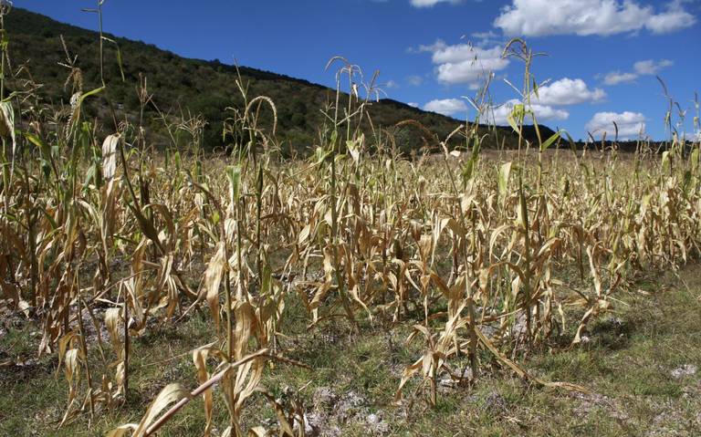 La Secretaría del Campo del Estado de México ha recibido solicitudes que reportan 560 hectáreas siniestradas en los municipios de Almoloya de Juárez, Amanalco, Villa del Carbón, Tejupilco, Temascaltepec, Zinacantepec, Aculco e Ixtlahuaca.