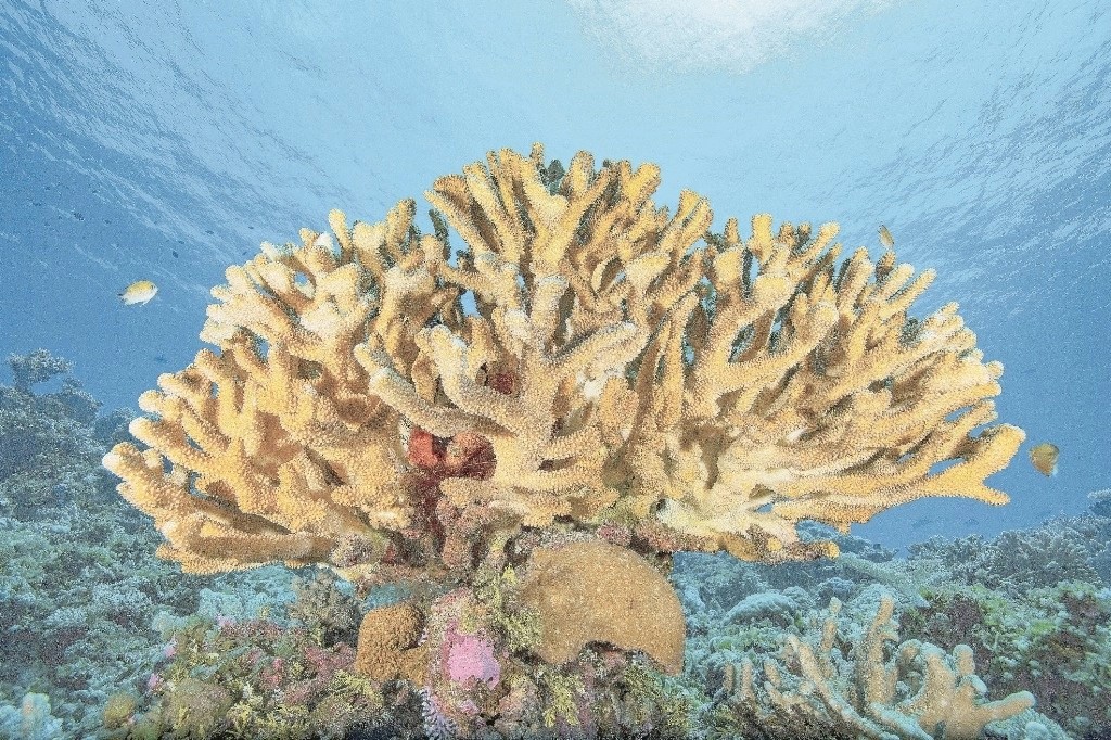 Una nueva técnica de detección de microplásticos descubrió que las tres partes de la anatomía del coral (mucosidad superficial, tejido y esqueleto) contienen esta clase de desechos artificiales. 