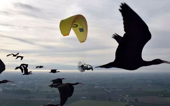 El peculiar ibis calvo septentrional, cazado hasta su extinción en el siglo XVII, ha vuelto a surcar los cielos gracias a los esfuerzos de cría y reforestación efectuados las pasadas dos décadas.