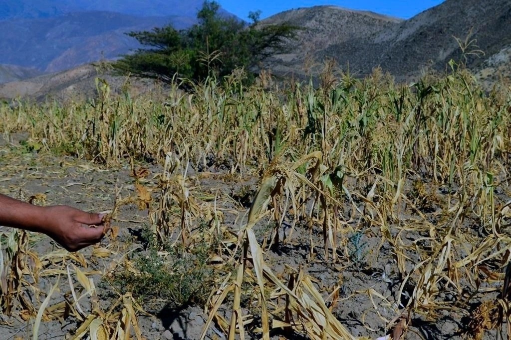 Milpas de maíz arruinadas por la falta de lluvias, una muestra de las afectaciones al sector agropecuario del norte de México por los efectos de la fuerte sequía y el cambio climático. 