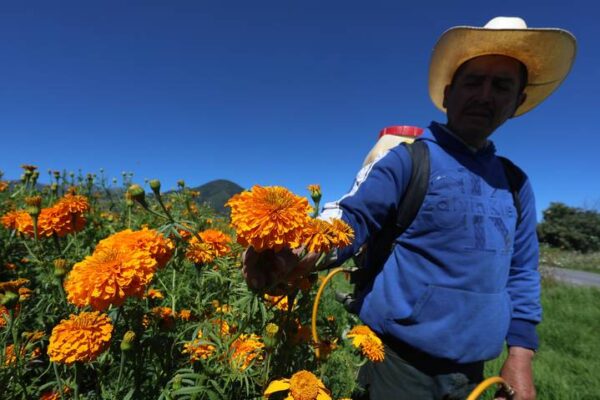 Temen pérdidas de hasta 50% de la flor en San Francisco Putla.