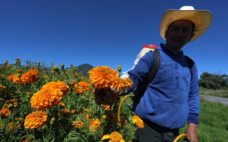 Temen pérdidas de hasta 50% de la flor en San Francisco Putla.