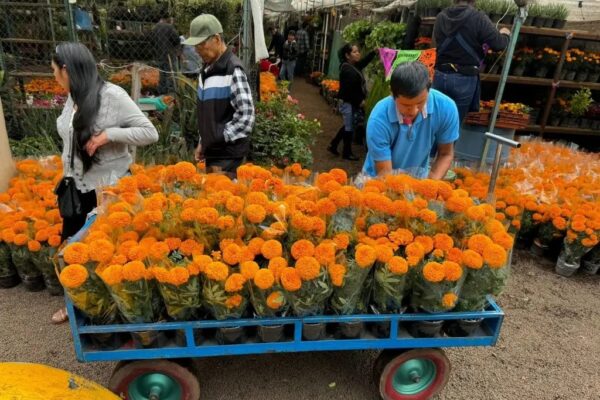 En el deportivo de Xochimilco, en CDMX, también inició la venta de flor de cempasúchil.