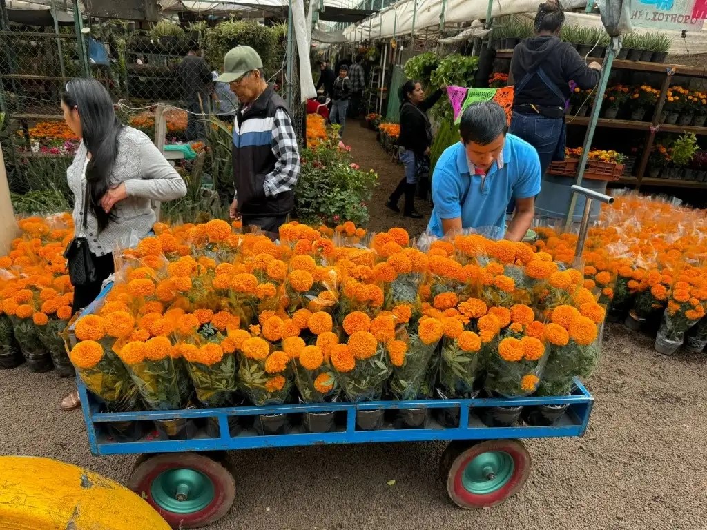 En el deportivo de Xochimilco, en CDMX, también inició la venta de flor de cempasúchil.