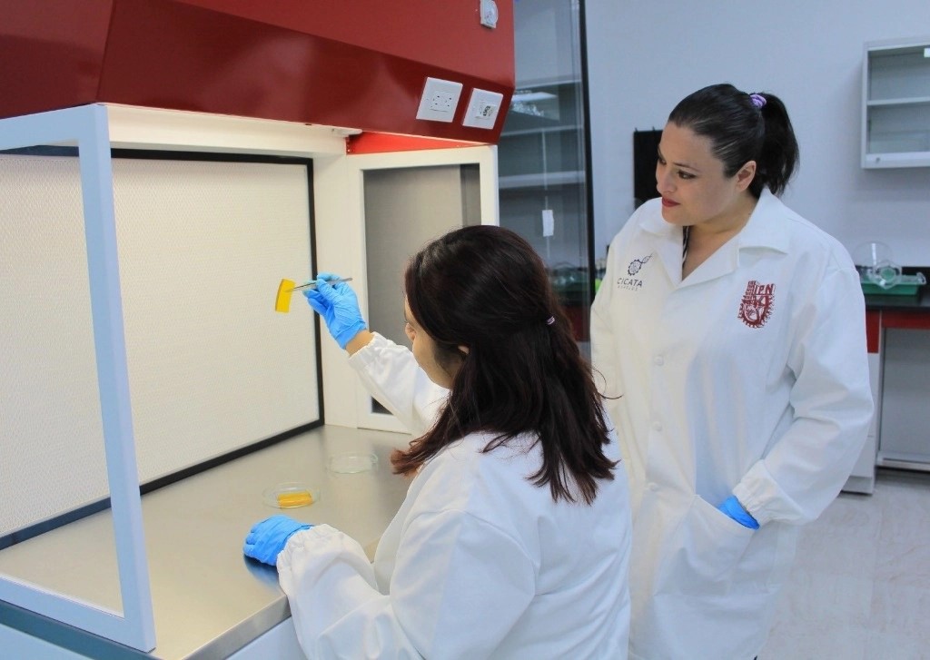 El Instituto Politécnico Nacional (IPN) creó un parche inteligente de materiales naturales para tratar heridas crónicas, con el objetivo de ser una alternativa para pacientes adultos mayores o en situación de postración que no pueden acudir constantemente a revisiones médicas. 