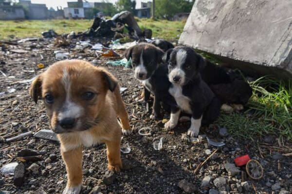 Se estima que en la entidad el 40 por ciento de los animales de compañía se encuentran en situación de calle.