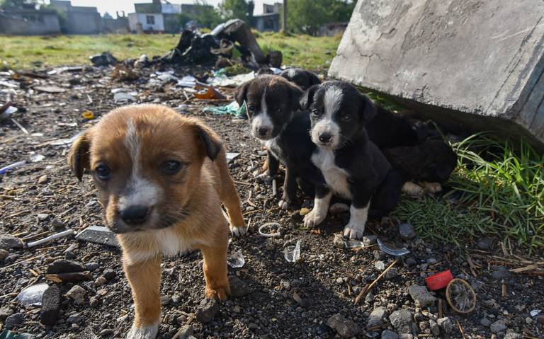 Se estima que en la entidad el 40 por ciento de los animales de compañía se encuentran en situación de calle.