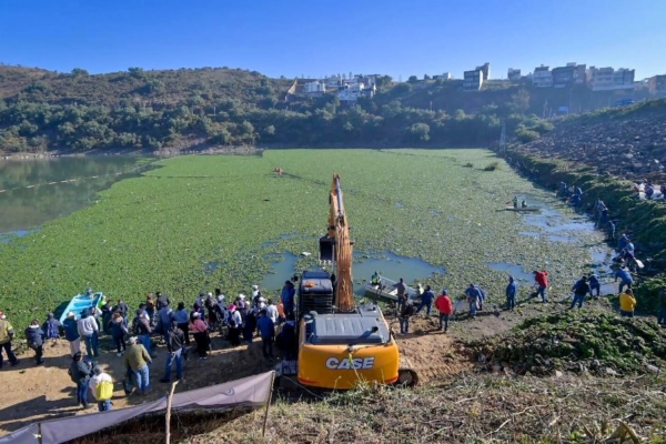 La invasión del lirio afecta la sanidad del embalse que provee agua a Naucalpan, Atizapán y Tlalnepantla.