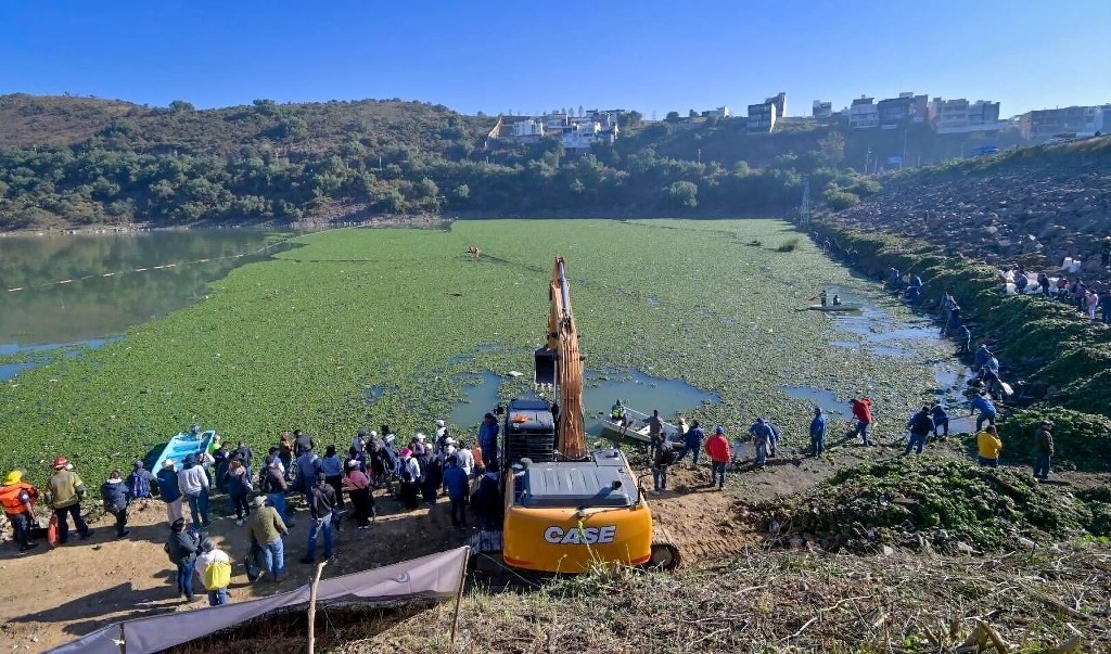 La invasión del lirio afecta la sanidad del embalse que provee agua a Naucalpan, Atizapán y Tlalnepantla.