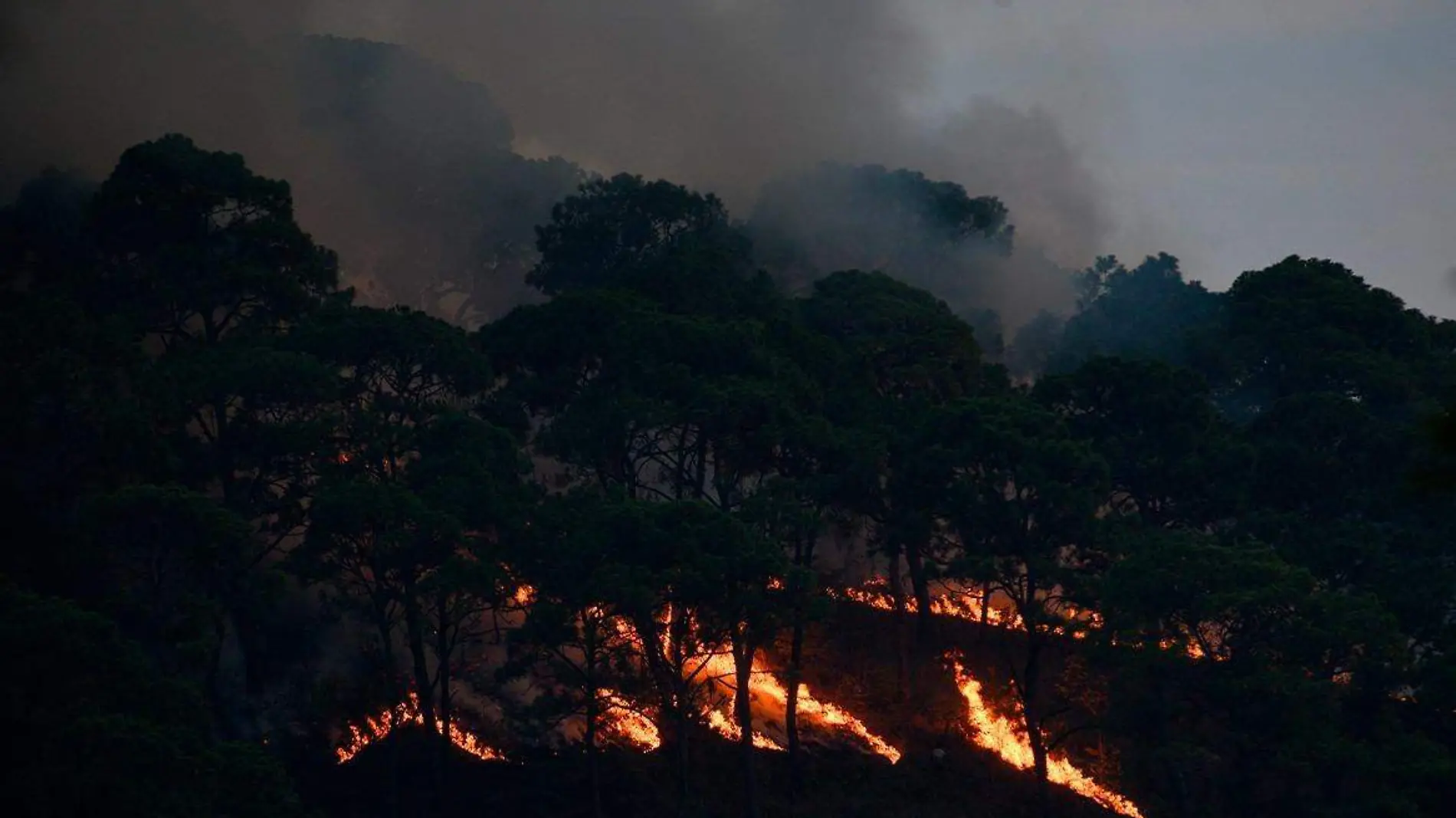 Protectora de Bosques del Estado de México emitió una alerta máxima; prevén aumento de casos de hasta 7% respecto a 2024