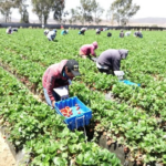 Luego de que en inicios de año hubo paros en ranchos, el Sindicato Independiente Nacional Democrático de Jornaleros Agrícolas hizo un llamado de unidad a líderes del valle de San Quintín para aliarse en la defensa de los derechos laborales, casi una década después del movimiento que evidenció las condiciones de explotación en el sur de Baja California. Ante el rechazo a gremios ‘charros’, planteó que labriegos peleen el control de los contratos colectivos.