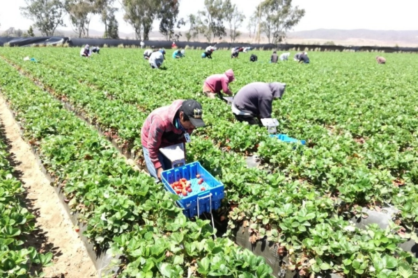 Luego de que en inicios de año hubo paros en ranchos, el Sindicato Independiente Nacional Democrático de Jornaleros Agrícolas hizo un llamado de unidad a líderes del valle de San Quintín para aliarse en la defensa de los derechos laborales, casi una década después del movimiento que evidenció las condiciones de explotación en el sur de Baja California. Ante el rechazo a gremios ‘charros’, planteó que labriegos peleen el control de los contratos colectivos.