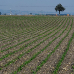 El agua para la actividad agrícola se encuentra entre el 75 y 85%