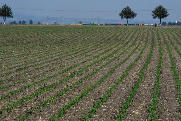 El agua para la actividad agrícola se encuentra entre el 75 y 85%