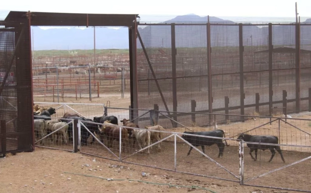 Un primer lote de cerca de 500 cabezas de ganado, proveniente de tres unidades de producción de Chihuahua, cruzó ayer la estación cuarentenaria de San Jerónimo, en esa entidad.