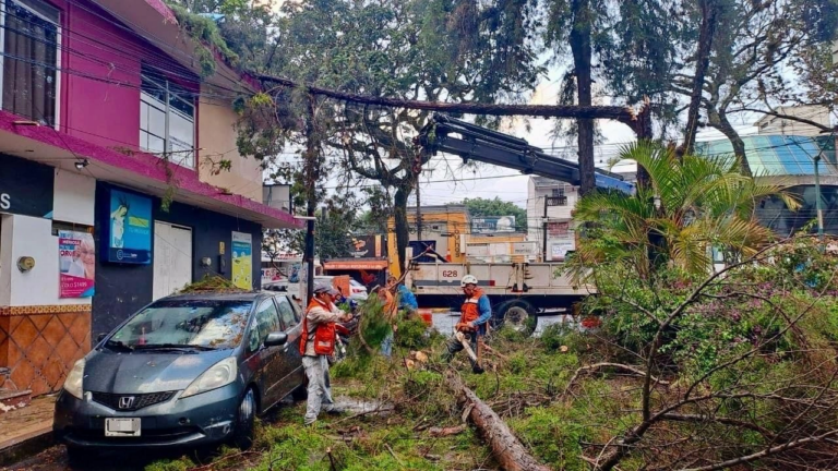 La lluvia causó caída de árboles y daños en vehículos.