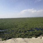 Comerciantes y lugareños temen que en los próximos meses la maleza cubra por completo el embalse y afecte sus actividades