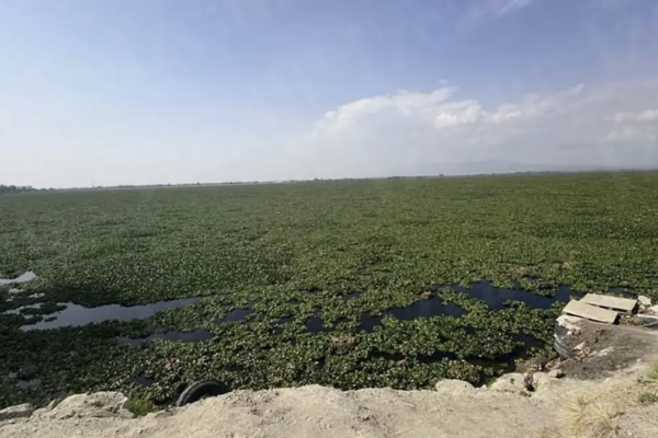 Comerciantes y lugareños temen que en los próximos meses la maleza cubra por completo el embalse y afecte sus actividades