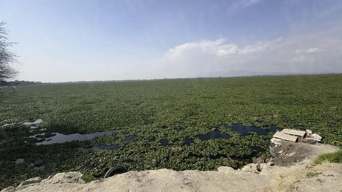 Comerciantes y lugareños temen que en los próximos meses la maleza cubra por completo el embalse y afecte sus actividades