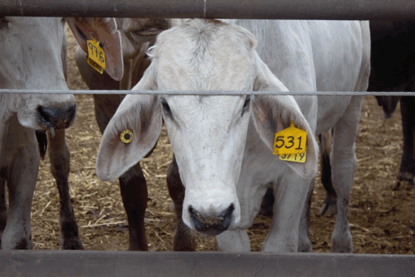 El secretario de Agricultura y Desarrollo Rural, Julio Berdegué, y su par estadunidense, Brooke Rollins, acordaron ayer los pasos siguientes para levantar la suspensión de las exportaciones de ganado mexicano, que contempla la creación de una estrategia y protocolos para contener al gusano barrenador.