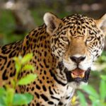 Ante las múltiples amenazas a la biodiversidad en México, como la caza furtiva o el cambio climático, el programa de conservación global Tech4Nature reforzará los trabajos científico-tecnológicos para la protección científico-tecnológica para el jaguar, y a sus ecosistemas, en la Reserva Estatal de Dzilam, al norte de Yucatán.