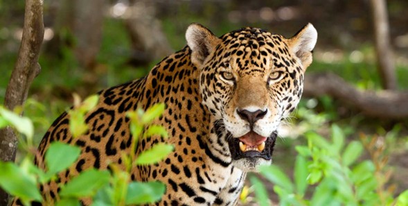Ante las múltiples amenazas a la biodiversidad en México, como la caza furtiva o el cambio climático, el programa de conservación global Tech4Nature reforzará los trabajos científico-tecnológicos para la protección científico-tecnológica para el jaguar, y a sus ecosistemas, en la Reserva Estatal de Dzilam, al norte de Yucatán.