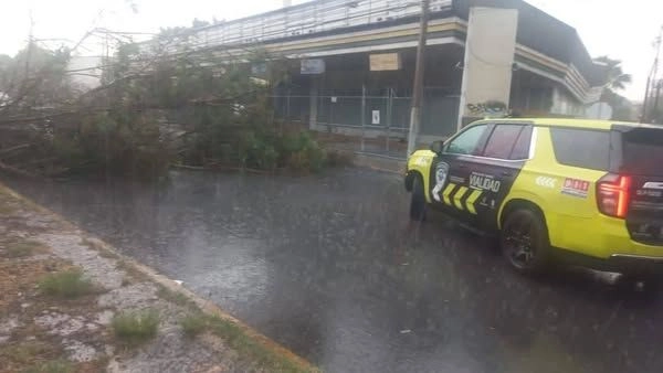 En diversos punto de la ciudad de San Luis Potosí, se registró la caída de árboles debido a la intensa lluvia que se registró ayer.