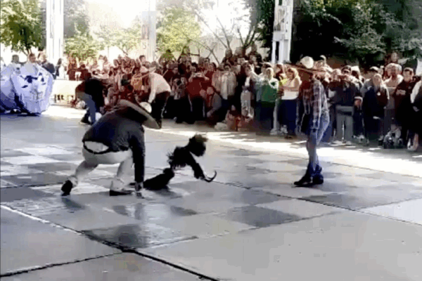 La pelea de gallos se realizó en la primaria Frida Kahlo del municipio hidalguense de Mineral de la Reforma, como parte de diversas actividades folclóricas.