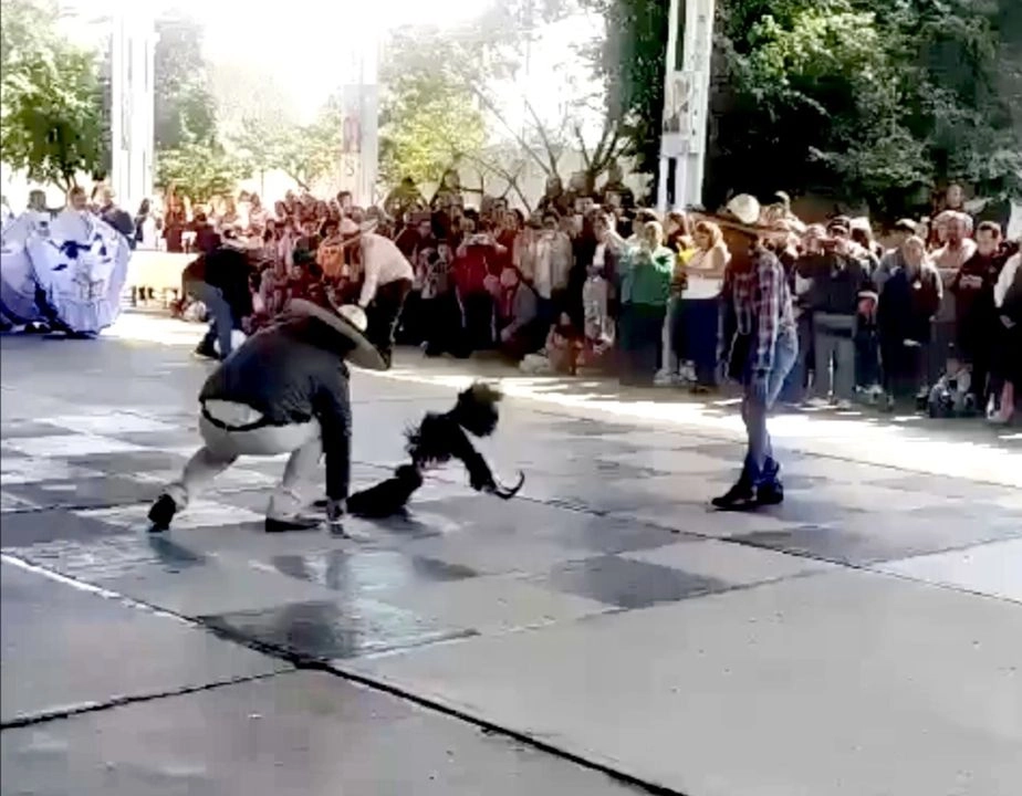 La pelea de gallos se realizó en la primaria Frida Kahlo del municipio hidalguense de Mineral de la Reforma, como parte de diversas actividades folclóricas.