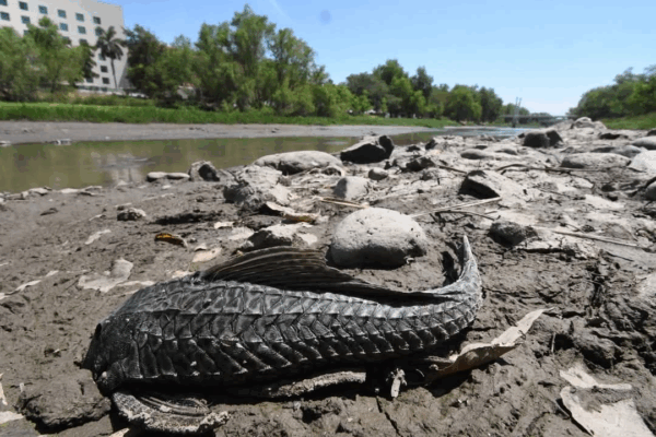 En Sinaloa se seca el río Tamazula; desechos salen a flote Las autoridades de seguridad desplegaron elementos del Ejército Mexicano, la Guardia Nacional y Guardia Civil –policía estatal- para restablecer el orden y ubicar a los responsables. Hasta el momento, no se ha informado sobre detenidos.
