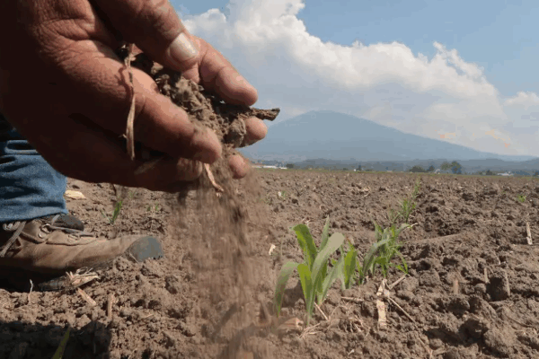 Disminuye 70 por ciento la producción de maíz Este año aproximadamente solo el 15% de las hectáreas en la entidad fueron sembradas, señaló el presidente del Sistema Producto Maíz en el Edomex, Vicente Álvarez Delgado