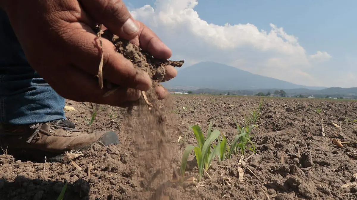Este año aproximadamente solo el 15% de las hectáreas en la entidad fueron sembradas, señaló el presidente del Sistema Producto Maíz en el Edomex, Vicente Álvarez Delgado