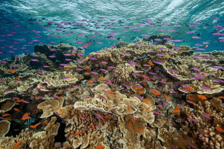 Un nuevo estudio descubrió que la acidez del océano puede haber impedido el desarrollo de la vida en la Tierra durante los primeros 500 millones de años del planeta.