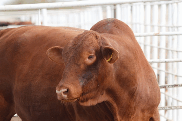Los productores de Altar subrayaron que, además de la sobreoferta que presiona a la baja los precios internos del ganado, la persistente sequía y la desigualdad en la asignación de citas para la exportación agravan la crisis del sector.