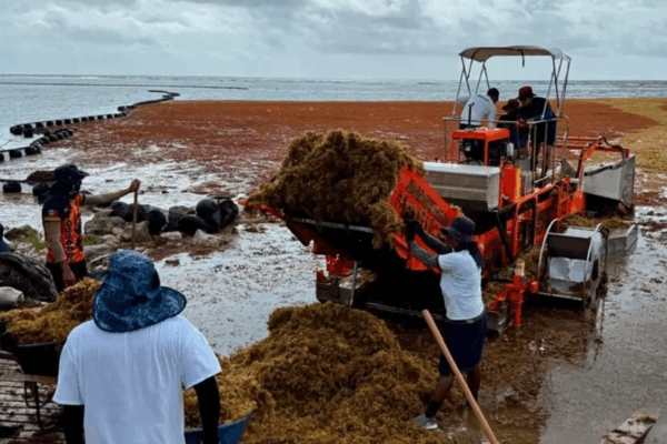 Elementos de la Secretaría de Marina, Protección Civil, bomberos y taxistas estatales, ayer, durante las tareas de limpieza de sargazo en una playa de Isla Mujeres, Quintana Roo.