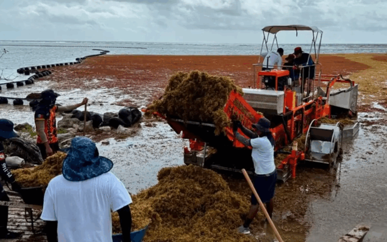 Elementos de la Secretaría de Marina, Protección Civil, bomberos y taxistas estatales, ayer, durante las tareas de limpieza de sargazo en una playa de Isla Mujeres, Quintana Roo.