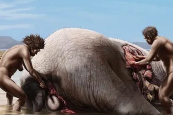 Los homínidos comenzaron a consumir plantas herbáceas antes de tener la dentadura ideal para ello, según un estudio que proporciona la primera evidencia del registro fósil sobre el impulso conductual.