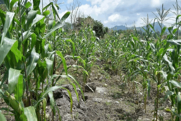 Campesinos de municipios como Toluca, Metepec y Zinacantepec reportan que sus plantas de maíz han crecido verdes y altas pero sin formar mazorca. Aunque especialistas piden esperar el ciclo completo, crece la incertidumbre entre los productores por posibles pérdidas económicas si el fruto no aparece a tiempo.