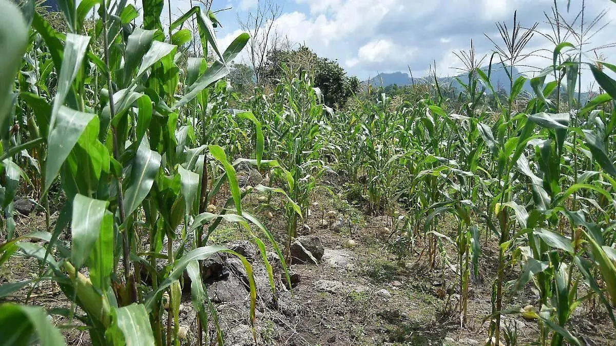 Campesinos de municipios como Toluca, Metepec y Zinacantepec reportan que sus plantas de maíz han crecido verdes y altas pero sin formar mazorca. Aunque especialistas piden esperar el ciclo completo, crece la incertidumbre entre los productores por posibles pérdidas económicas si el fruto no aparece a tiempo.