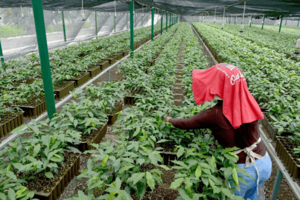 La Sedarpe en Quintana Roo realizará una depuración del padrón de beneficiarios del programa Sembrando Vida, luego que detectó irregularidades.