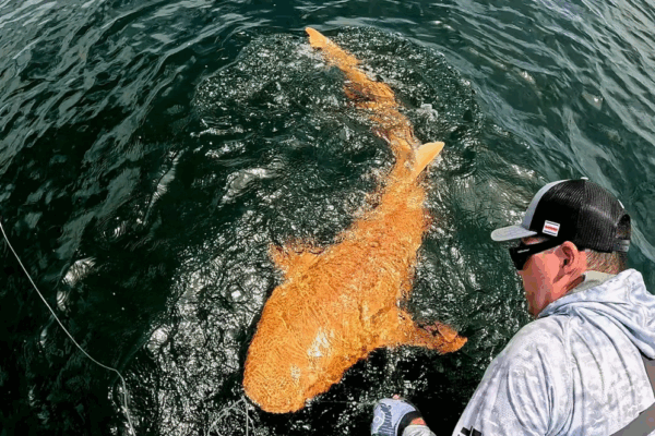 Un tiburón con un llamativo aspecto anaranjado debido a una rara enfermedad de la piel fue capturado frente a las costas de Costa Rica.