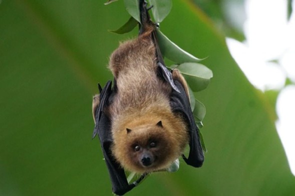 Autoridades de la Secretaría de Salud de Zacatecas informaron el fallecimiento de una joven de 17 años por un cuadro compatible con rabia humana el 24 de agosto de 2025.